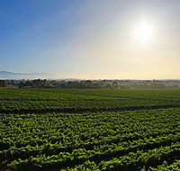 GREENSTONE VINEYARDS - Tourism Noosa