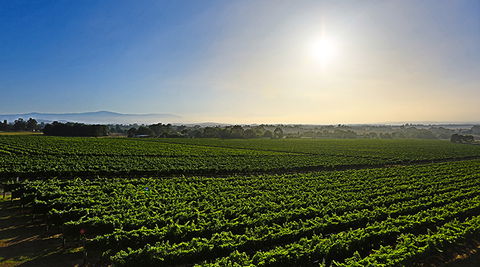 GREENSTONE VINEYARDS - Tourism Noosa 0