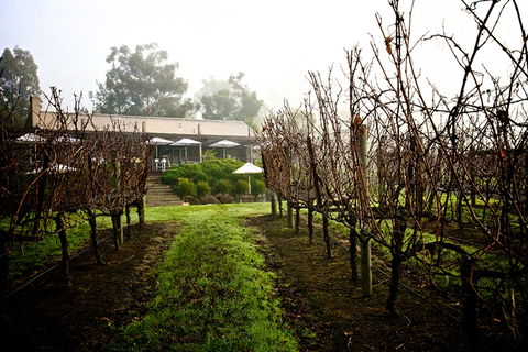GREENSTONE VINEYARDS - Tourism Noosa 4