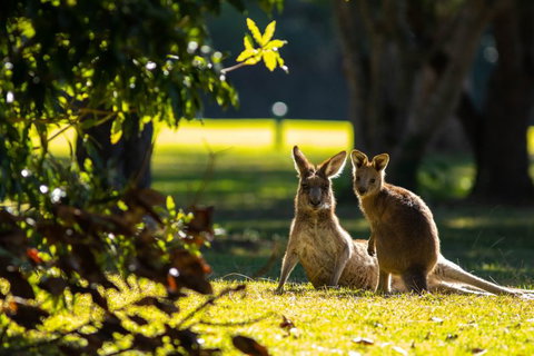 Club Catalina - Tourism Noosa 2