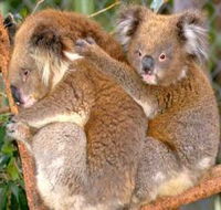 Shoalhaven Zoo - Tourism Noosa