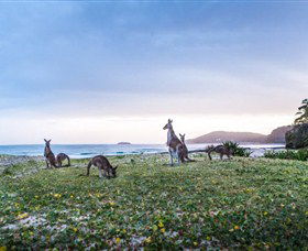 Pebbly Beach NSW Tourism Noosa