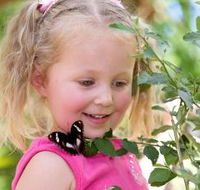 Coffs Harbour Butterfly House - Tourism Noosa