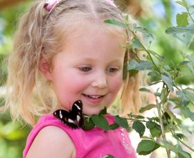 Coffs Harbour Butterfly House - Tourism Noosa 0
