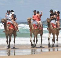 Camel Rides with Coffs Coast Camels - Tourism Noosa