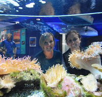 Solitary Islands Aquarium - Tourism Noosa