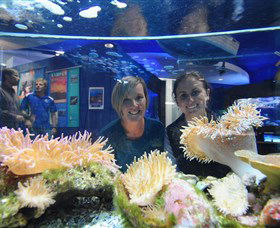 Solitary Islands Aquarium - Tourism Noosa 0