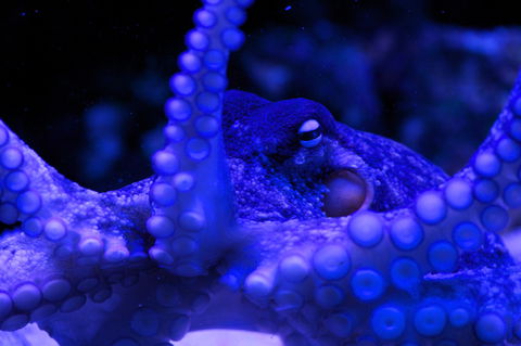 Solitary Islands Aquarium - Tourism Noosa 2