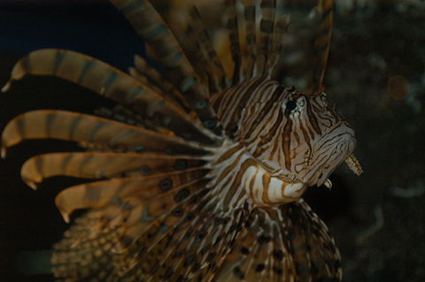 Solitary Islands Aquarium - Tourism Noosa 4