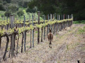 Bundaleer Wines - Tourism Noosa 1