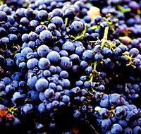 Nandroya Vineyard - Tourism Noosa