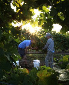 Oakdene Vineyards Restaurant And Cellar Door - Tourism Noosa 0