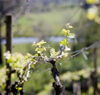 Stonier Wines - Tourism Noosa