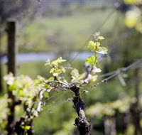 Galli Estate Winery - Tourism Noosa