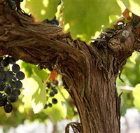 Blackjack Vineyards - Tourism Noosa