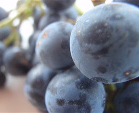 Cannibal Creek Vineyard - Tourism Noosa 2