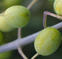 Montalto Vineyard and Olive Grove - Tourism Noosa