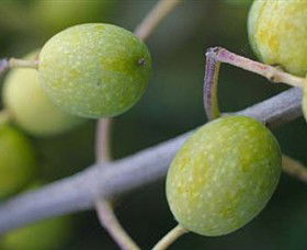 Montalto Vineyard And Olive Grove - Tourism Noosa 0