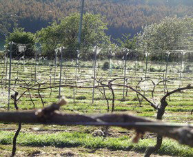 Red Hills TAS Tourism Noosa