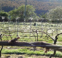 Three Willows Vineyard - Tourism Noosa