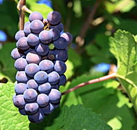 Tinderbox Vineyard - Tourism Noosa