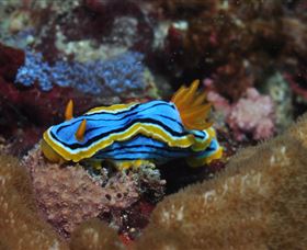 Coral Gardens Dive Site Mooloolaba - Tourism Noosa 1