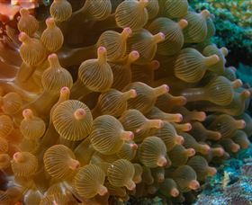 Coral Gardens Dive Site Mooloolaba - Tourism Noosa 0