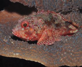 Coral Gardens Dive Site Mooloolaba - Tourism Noosa 2
