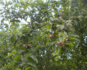 Tin Shed Cider - Tourism Noosa 1