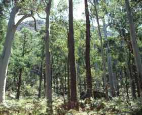 Cathedral Range State Park - Tourism Noosa 0