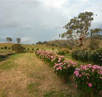 Damasque Rose Oil Farm - Tourism Noosa