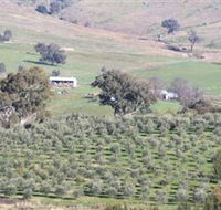 Wymah Organic Olives and Lambs - Tourism Noosa