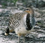 Yongergnow Australian Malleefowl Centre - Tourism Noosa