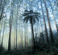 Yarra Ranges National Park - Tourism Noosa