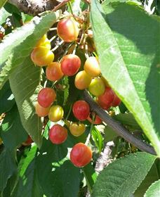 Mouat's Farm - Tourism Noosa 1