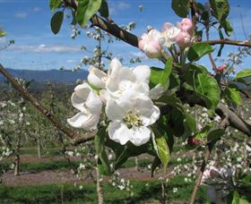 Mouat's Farm - Tourism Noosa 0