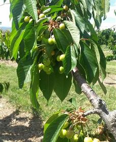 Mouat's Farm - Tourism Noosa 2