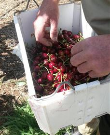 Mouat's Farm - Tourism Noosa 3