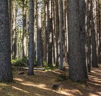 Sugarpine Walk - Tourism Noosa
