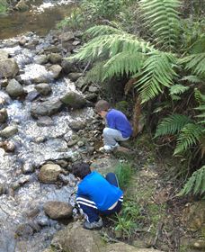 Shelley Forest Camp - Tourism Noosa 2