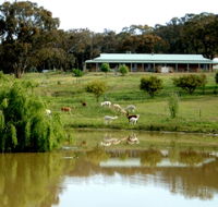Clearview Alpacas - Tourism Noosa