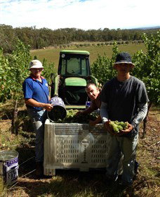 Toppers Mountain Wines - Tourism Noosa 2