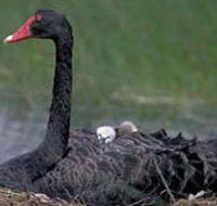 French Island Marine National Park - Tourism Noosa