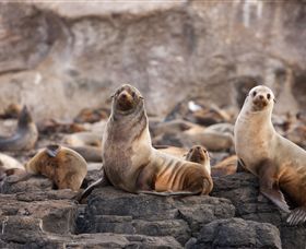 Phillip Island Nature Parks - Tourism Noosa 1