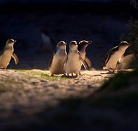Phillip Island Nature Parks - Tourism Noosa