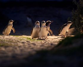 Phillip Island Nature Parks - Tourism Noosa 0