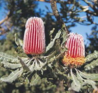 Coorow Wildflower Drive - Tourism Noosa