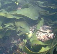 Churchill Island Marine National Park - Tourism Noosa