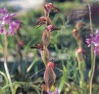 Carnamah-Eneabba Wildflower Drive - Tourism Noosa
