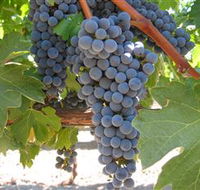 Joshuas Fault Wine - Tourism Noosa